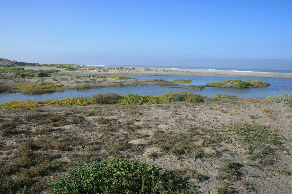 Estuary at Playas Pacificas
